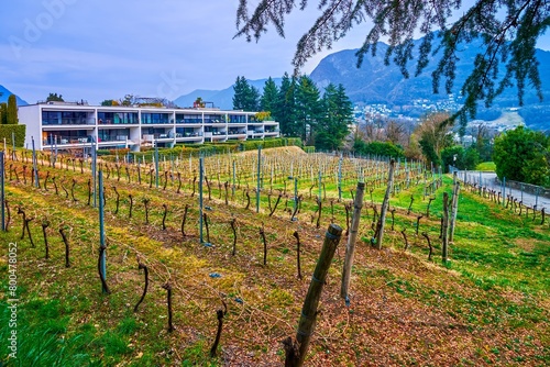 The scenic vineyard in Collina d'Oro, Switzerland