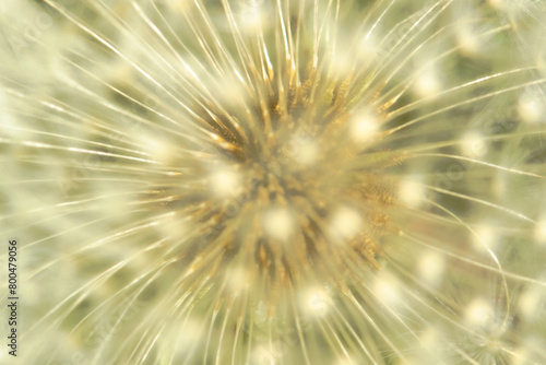 abstraction, macro photo of dandelion