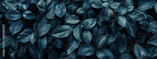 Plantas azul - Textura
