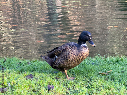 Europen mallard duck standing on the grass, next to the lake photo