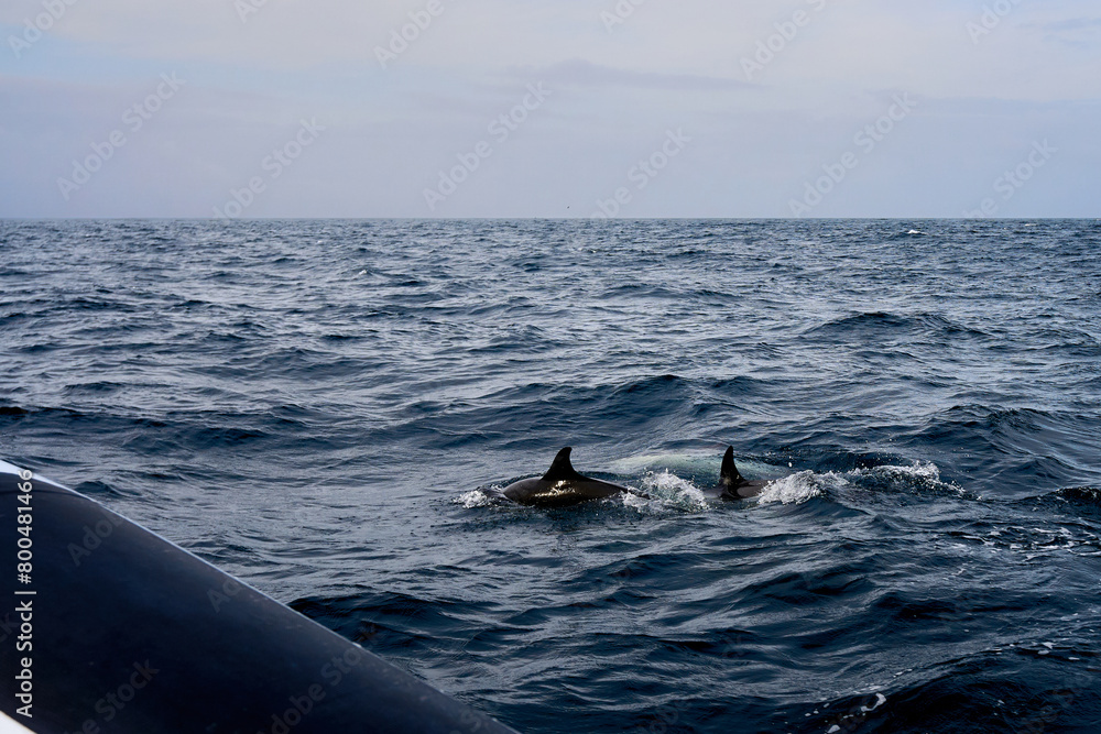 Fototapeta premium Dolphins swim near a boat in the Atlantic Ocean. Fins and tail of dolphins. 
