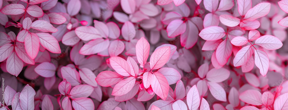 Plantas rosas - Textura