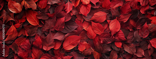 Plantas vermelha - Textura photo