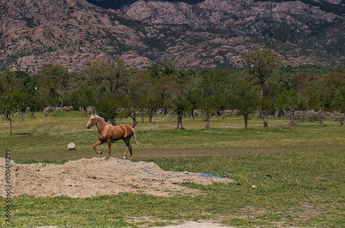 horse, animal, nature, plants, spring, sunny, mountains, landsca photo