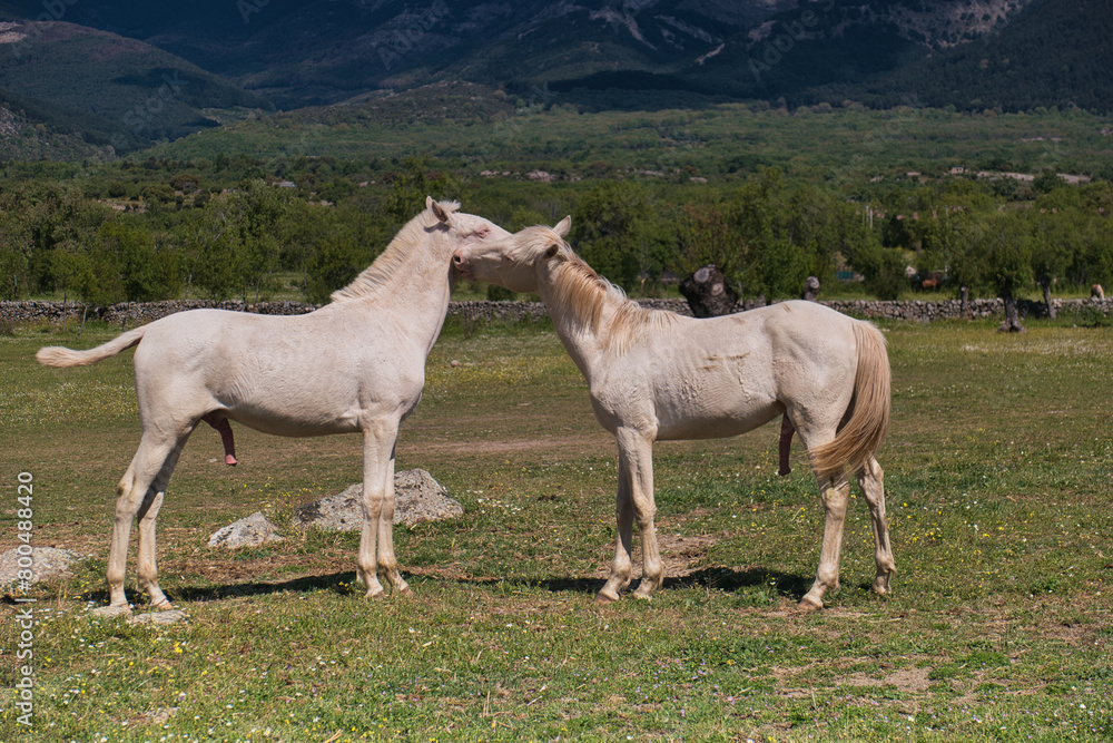 horse, animal, nature, plants, spring, sunny, mountains, landsca