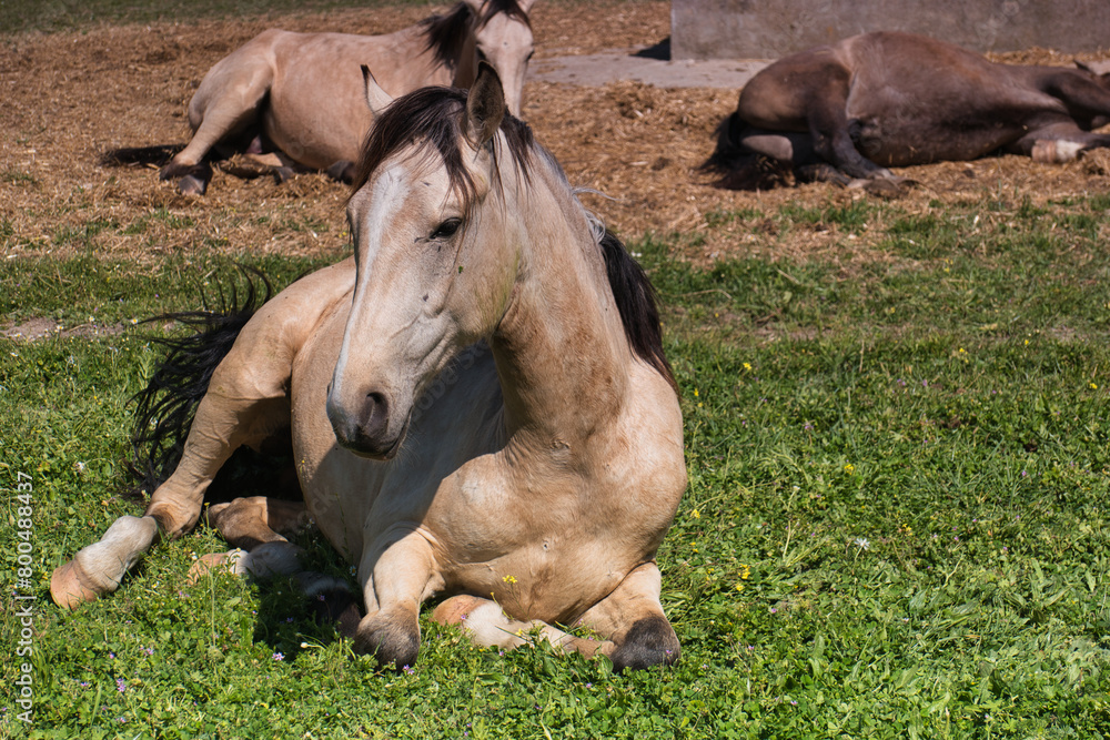 Fototapeta premium horse, animal, nature, plants, spring, sunny, mountains, landsca