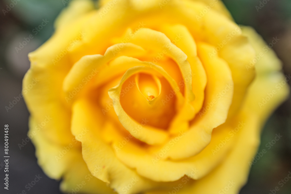 close-up view of a yellow rosebud from above, shallow depth of field close-up view of a yellow rosebud from above, shallow depth of field