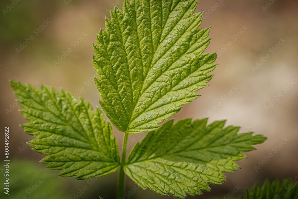 Young, green, spring leaves of a raspberry bush. Young, green, spring leaves of a raspberry bush.