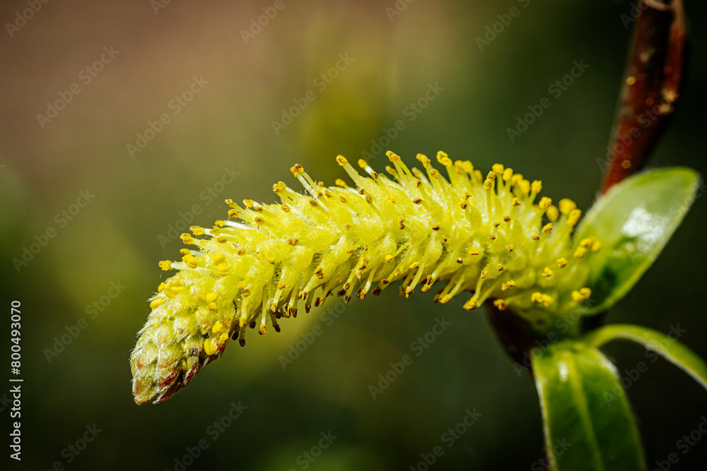 Naklejka premium A tree with blooming flower spikes, spring fluffy gray flower.