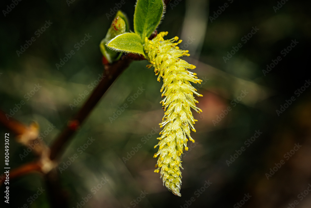 A tree with blooming flower spikes, spring fluffy gray flower. A tree with blooming flower spikes, spring fluffy gray flower.