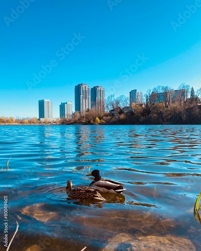 Canvas Print High Park Toronto skyline with lake