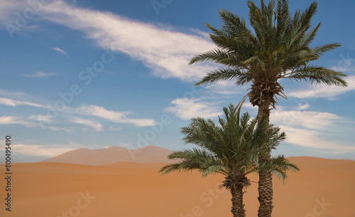 Ouzina desert with palm tree © quickshooting