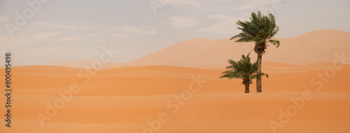 Ouzina desert with palm tree