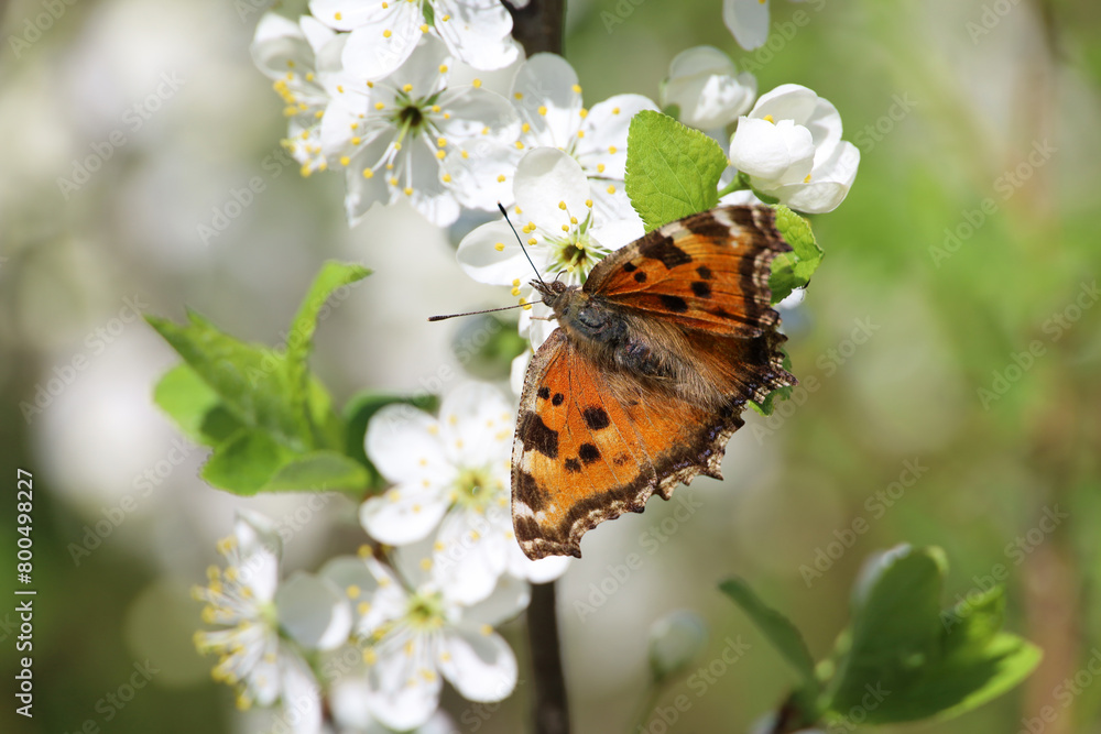 Obraz premium Spring season, European small tortoiseshell butterfly (Aglais urticae) sitting on a cherry blossom