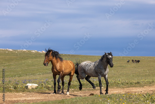 Wild Horses in the Pryor Mountains Montana in Summer © natureguy