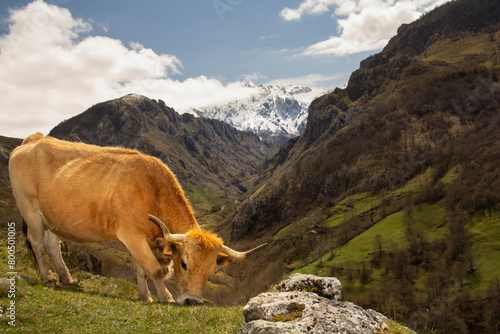 the same cow in tielve with the snowy peaks of europe in the background
