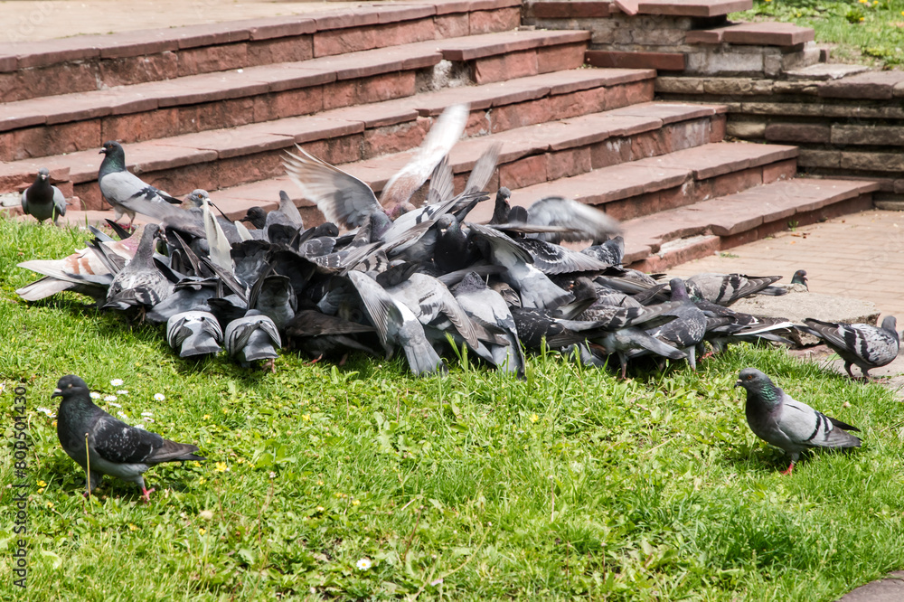Obraz premium Flock of urban grey feral pigeons feeding in city park closeup