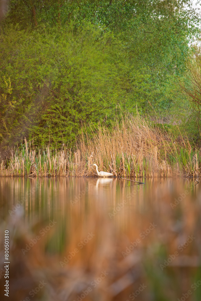 White great egret on the lake from far distance White great egret on the lake from far distance