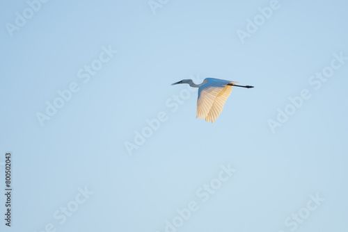 Great egret flying against blue sky