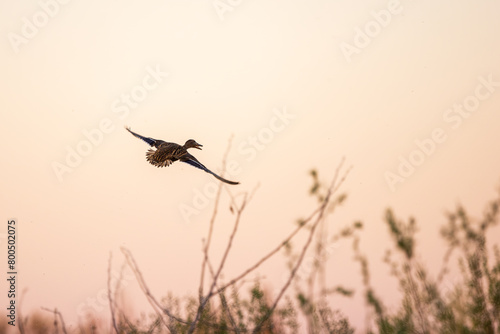 Wild duck flying away against evening sky
