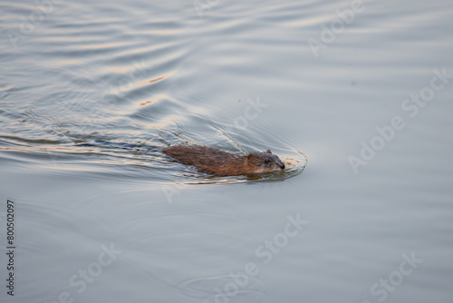 Beaver swimming in water