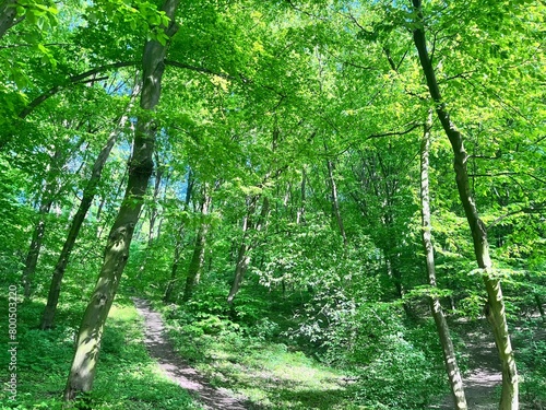 green forest in the morning