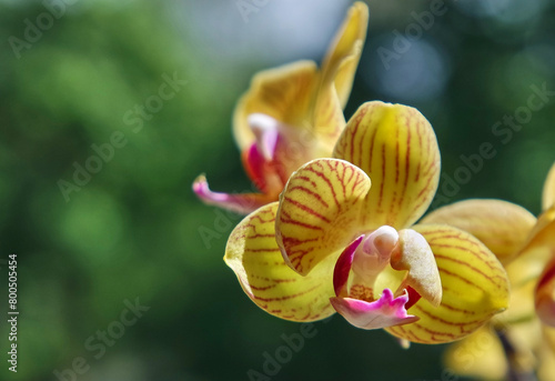  Phalaenopsis Orchidee
