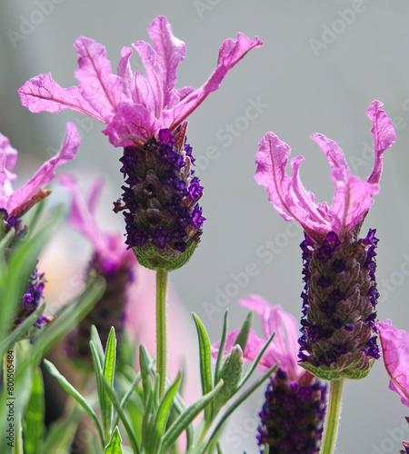   Schopf-Lavendel