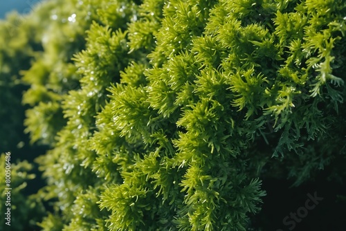 Illuminated Greens  Sunlit Moss in a Serene Atmosphere