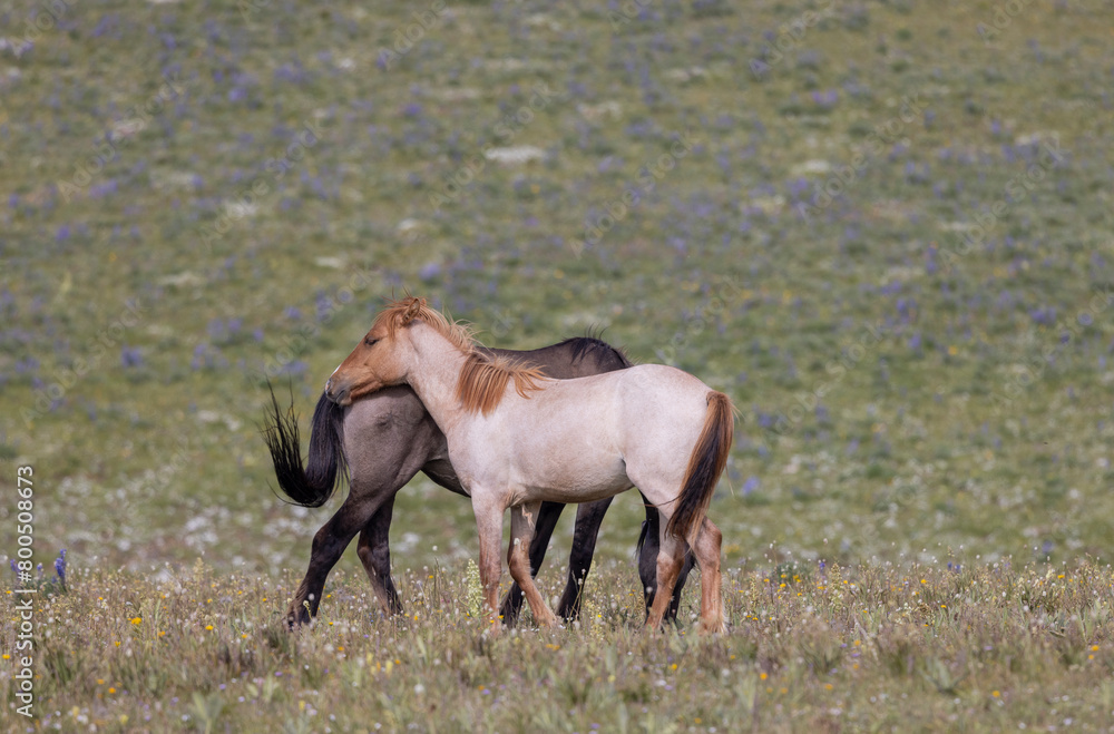 Fototapeta premium Wild Horses in the Pryor Mountains Montana in Summer