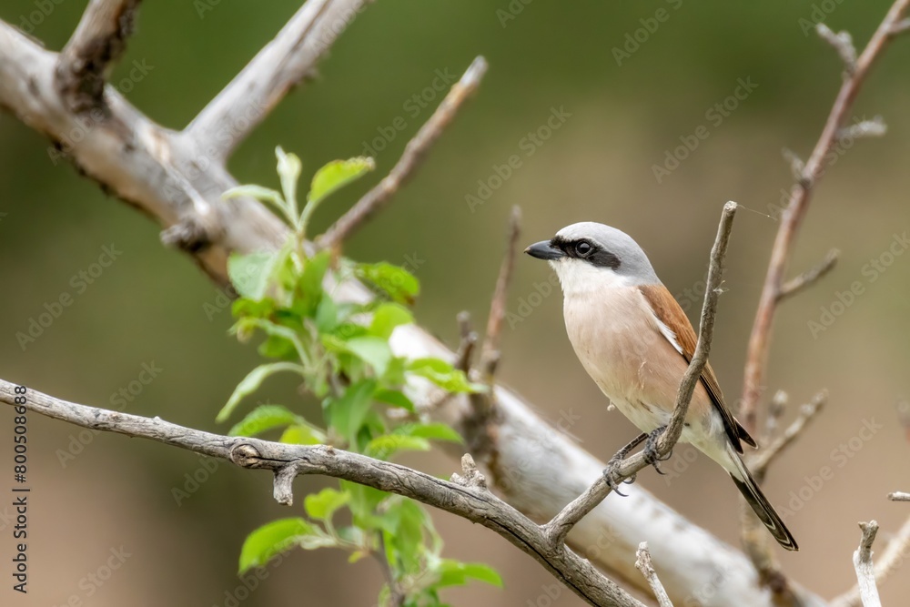 a male red backed shrike a male red backed shrike