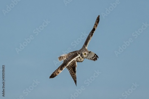short eared owl pair flying and staring