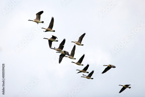 Flock of Canada geese (Branta canadensis) in flight