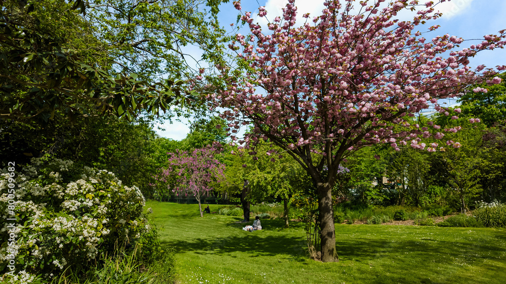 Tranquil spring park scene with blooming cherry tree, lush greenery, and people enjoying a sunny day, ideal for the concept of Earth Day or Springtime leisure