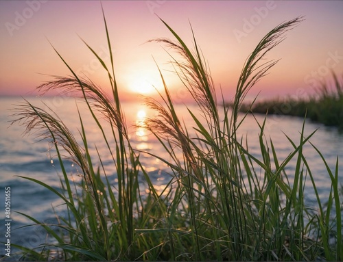 Close-up of grass near a pond, at sunset or dawn