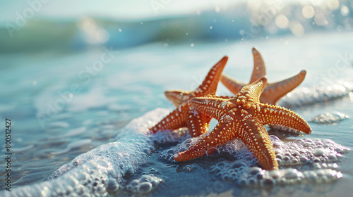 Starfish or Sea Star