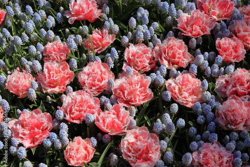 Pink Queensland Tulips and Alaska Muscari Flower Bed at the Keukenhof Flower Garden, Netherlands