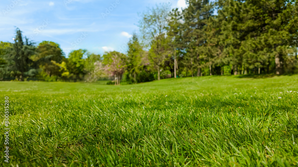 Lush green park lawn in spring with vibrant grass and serene trees, ideal for Earth Day and environment-related concepts