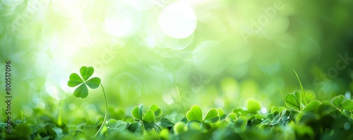 Green background with three-leaved shamrocks, Lucky Irish Four Leaf Clover in the Field for St. Patricks Day holiday symbol. with three-leaved shamrocks, St. Patrick's day holiday symbol.