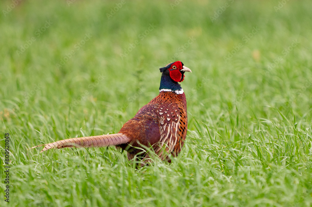 Naklejka premium Ringneck Pheasant, Phasianus colchicus in the habitat