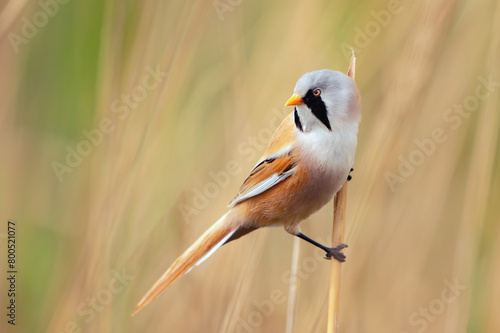 Bird male bearded tit sits on a reed. Panurus biarmicus photo