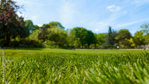 Low-angle view of vibrant green grass in a sunny park, ideal for themes of spring, Earth Day, or outdoor leisure activities
