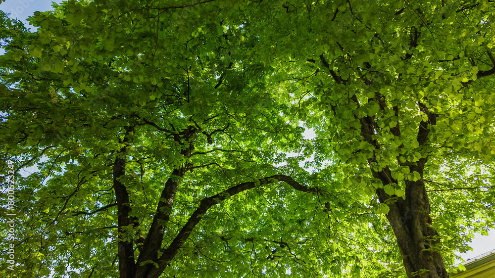 Lush green tree canopy in springtime, perfect for Earth Day and nature conservation themes, illustrating the freshness of the season Lush green tree canopy in springtime, perfect for Earth Day and nature conservation themes, illustrating the freshness of the season