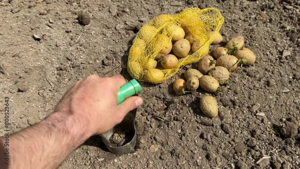 Planting potatoes in the garden bed in spring, 4k Planting potatoes in the garden bed in spring, 4k