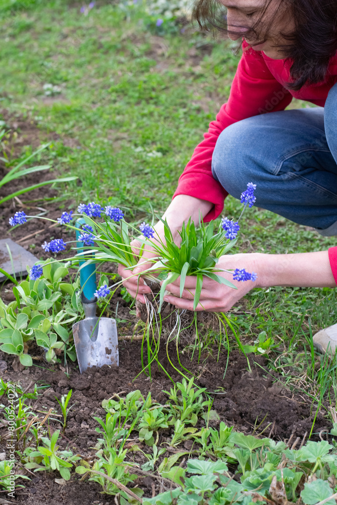 Fototapeta premium woman planting flowers in the garden