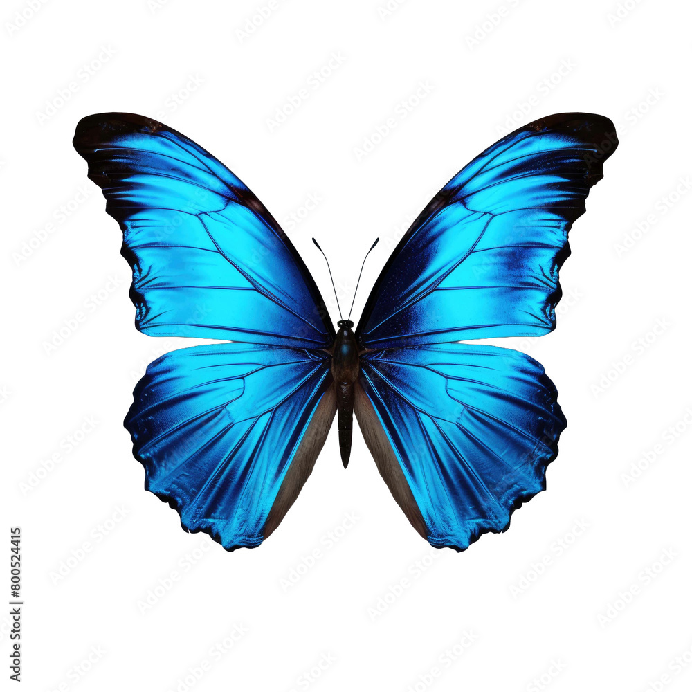 Fototapeta premium beautiful blue butterfly isolated on a transparent background 
