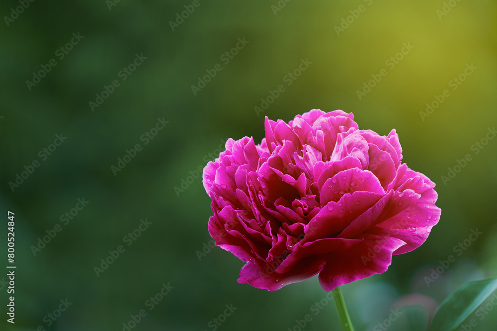 Pink peony flower with blurry background. Copy space Pink peony flower with blurry background. Copy space