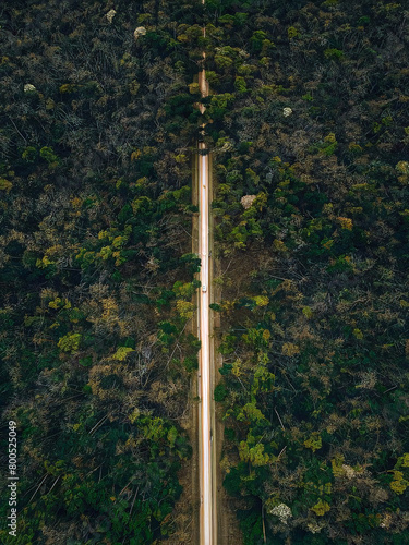 A estrada na floresta photo