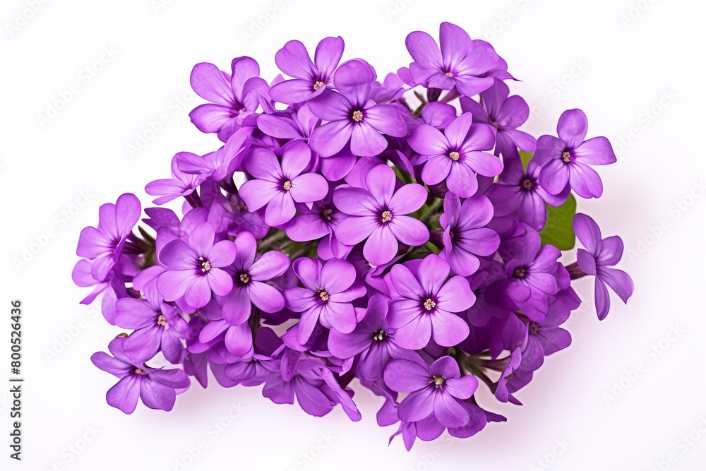 A bunch of purple flowers with a white background
