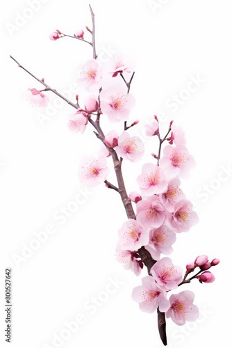 A branch of a cherry blossom tree with pink flowers
